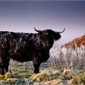 Highland Cow10
